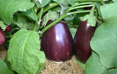 aubergine