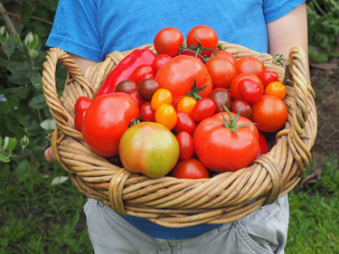 tomatoes