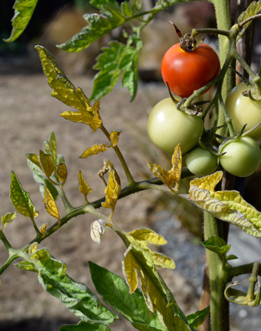 tomato psyllid