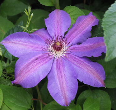 clematis