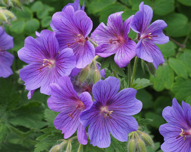 geranium