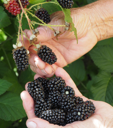 blackberries