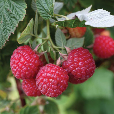 raspberries