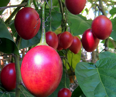 tamarillo