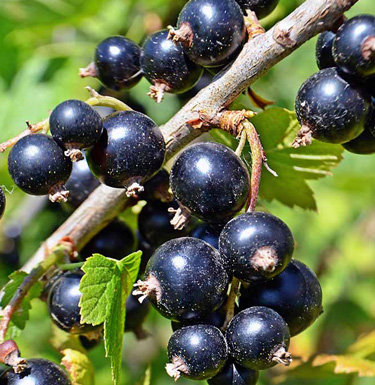 black currants