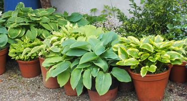 hostas