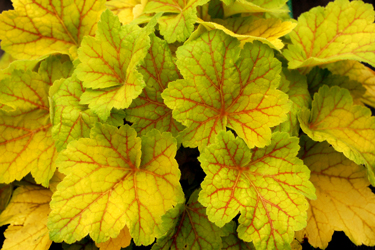 heuchera