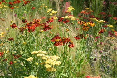 summer perennials