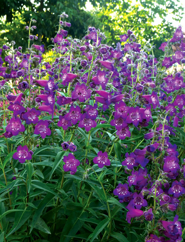 summer perennials