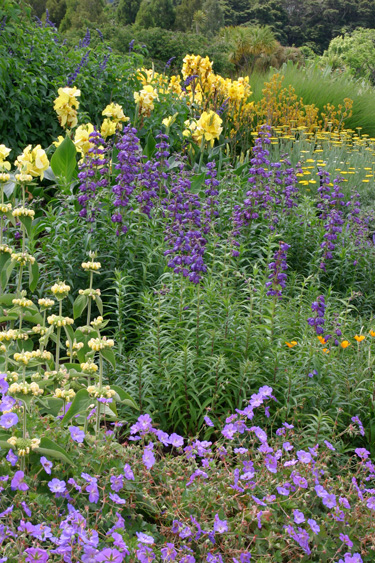 summer perennials