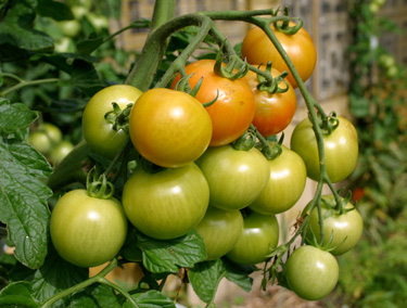 tomatoes