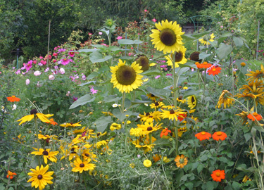 sunflower