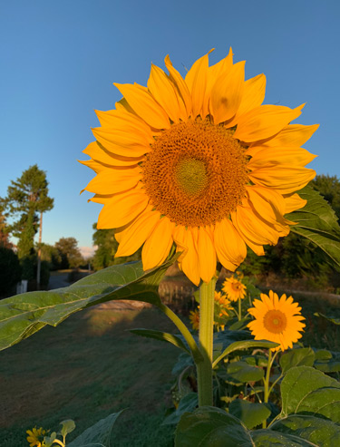 sunflower