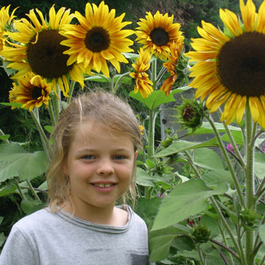 Sunflower