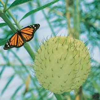 Swan Plant & Monarch Butterfl