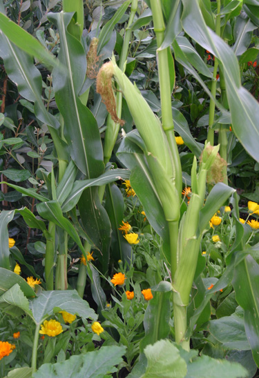 sweet corn