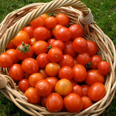 Tomatoes