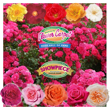 Romantic AND robust roses, a winning combination! 