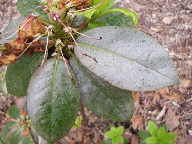 thrips damage