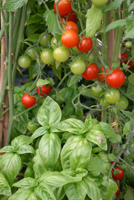 Tomatoes & basil