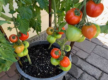 tomatoes