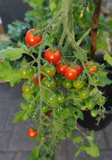 tomatoes