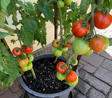 tomatoes