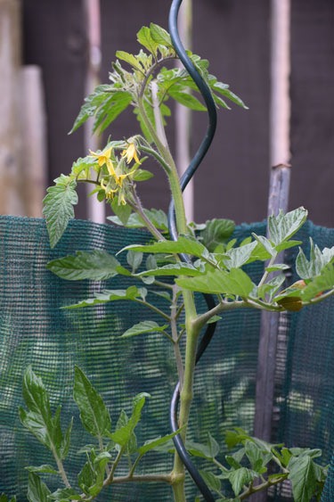 Tomato vine