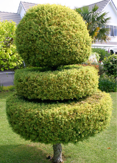 topiary totara