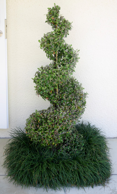 topiary spiral