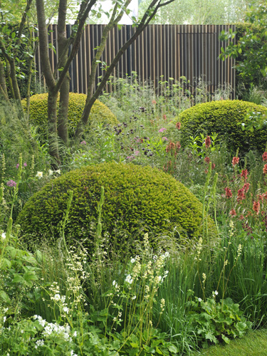 topiary Irish Yew