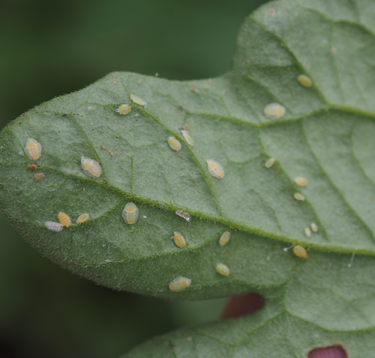 tomato potato psyllid