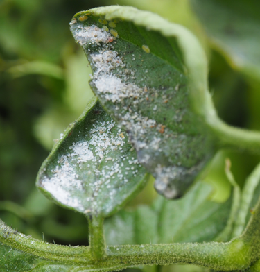 tomato potato psyllid