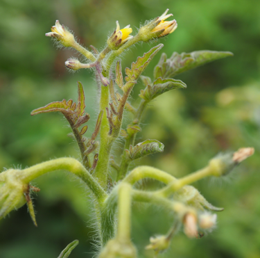 tomato potato psyllid