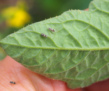 tomato potato psyllid