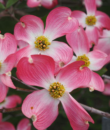 Cornus florida Rubra