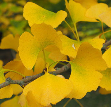 gingko