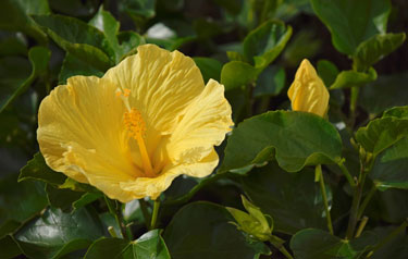 hibiscus