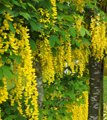 laburnum