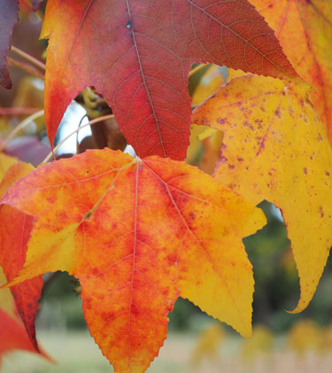 liquidamber