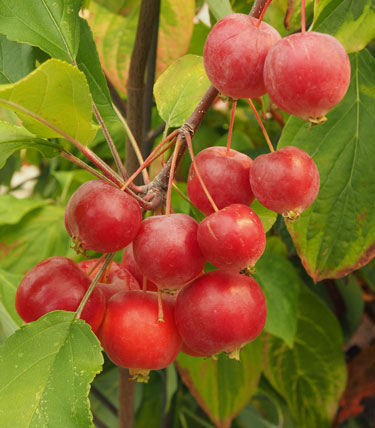 crabapple