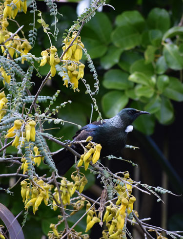 kowhai