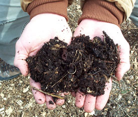 Understanding Compost