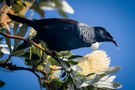 Tui feeding on Banksia