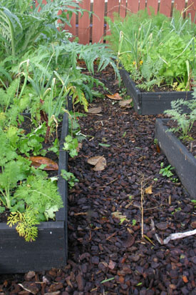 Raised vege beds