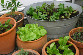 Crops in Pots