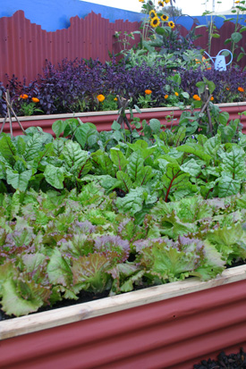 Lettuces and beetroot thrive in raised planting boxes Lettuces and beetroot thrive in raised planting boxes