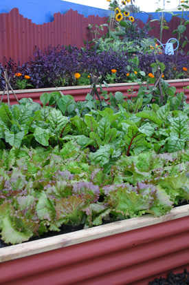 Lettuces and beetroot thrive in raised   planting boxes