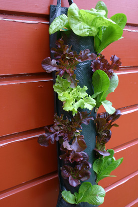 These lettuces are growing in a hanging Yates Vertical Gardening Bag filled with Tui Vegetable Mix.   To plant the seedlings, wrap the leaves in newspaper  and poke them through from the inside,   adding potting mix as you go.   Try a row of these bags for an �edible wall� effect.   Water and feed often.