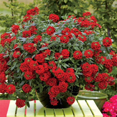 verbena pots